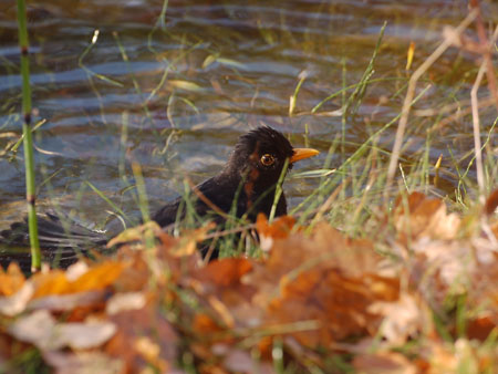 Amsel