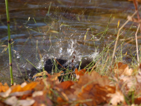 Amsel
