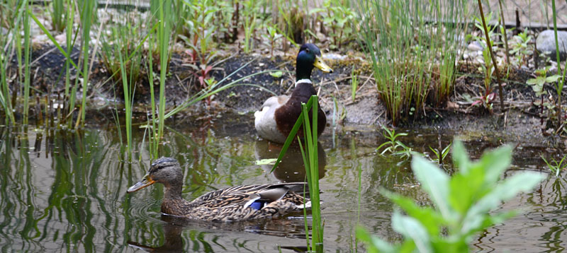 Ente
