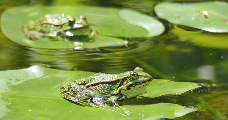 Teichfrosch