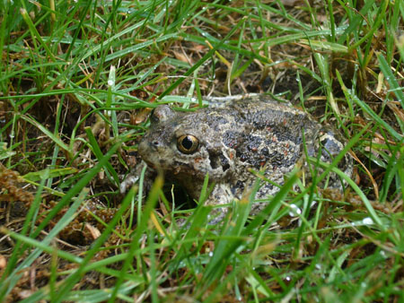 knoblauchkröte