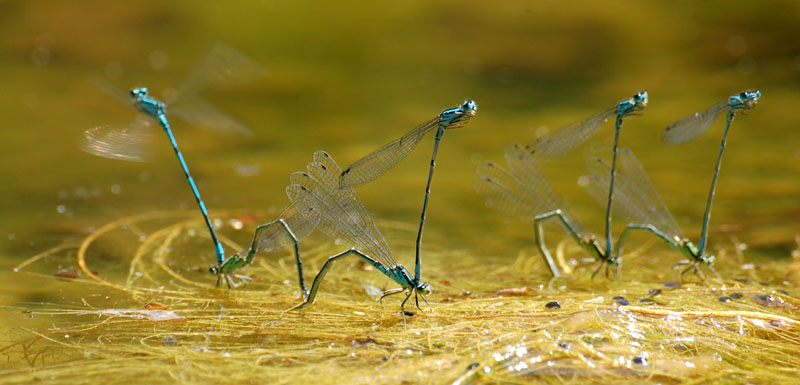 Libelle