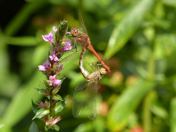 Libelle